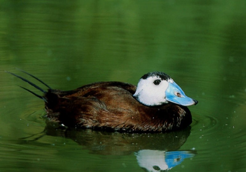 The protected wetlands of Lagunas de Campotejar in Molina de Segura