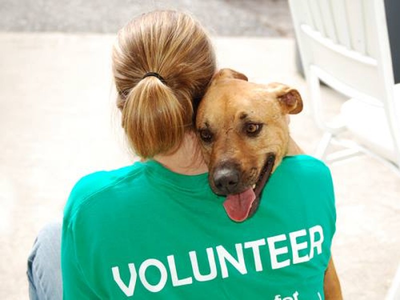 Noahs ARC Animal rescue in Mazarrón and Camposol