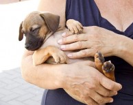Little Starfish Dog Rescue Spain
