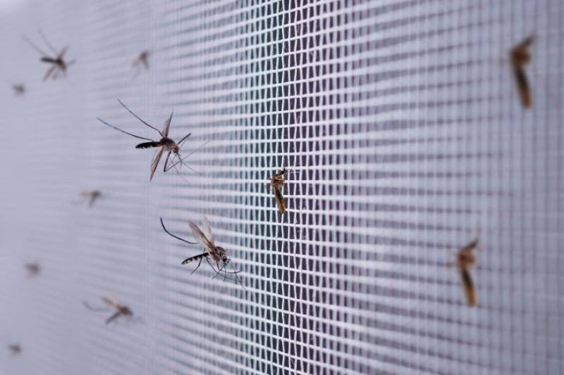 Keeping mosquitoes out of your home in Spain