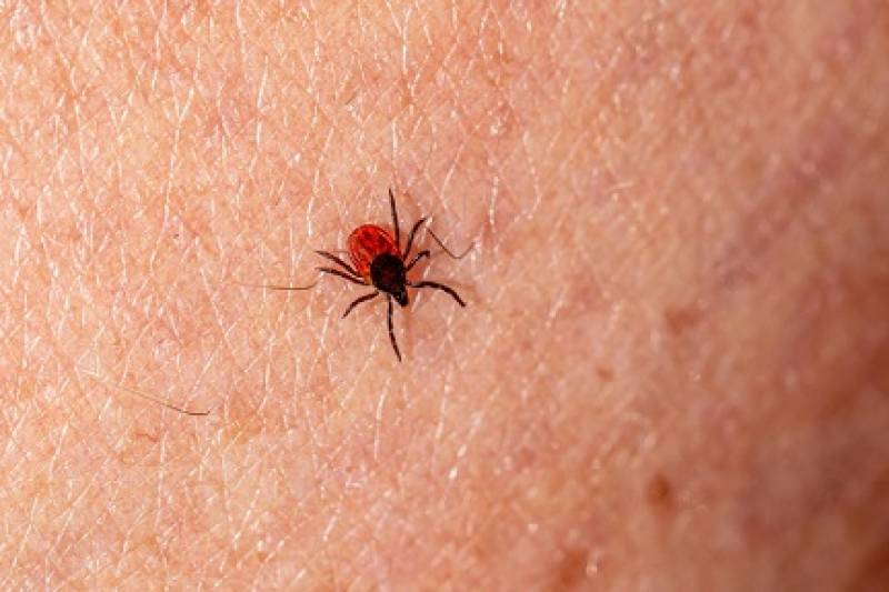 Britons in Spain issued warning about deadly tick borne virus that kills 40 percent of victims