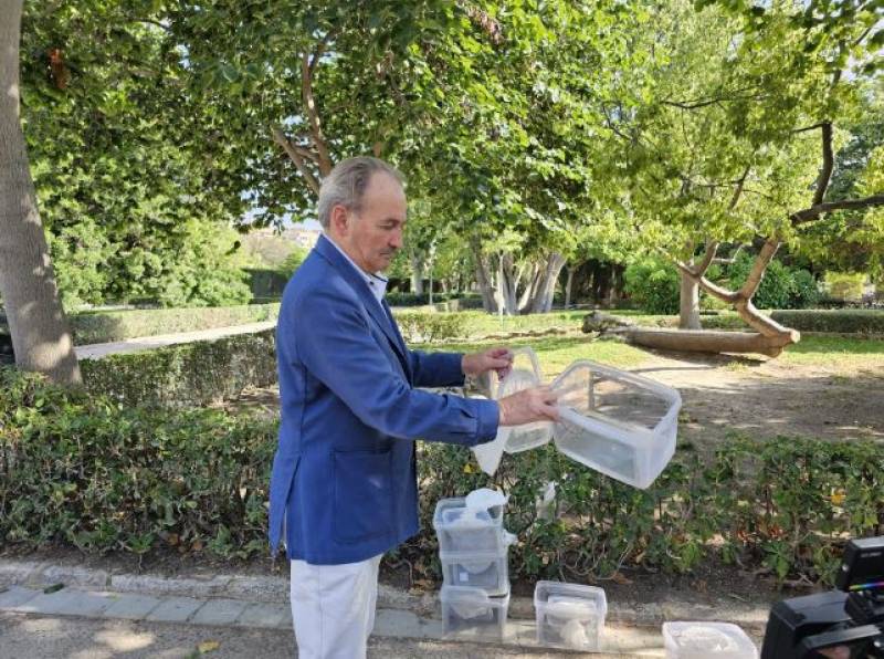 Thousands of sterile mosquitoes will be released in Alicante to curb population