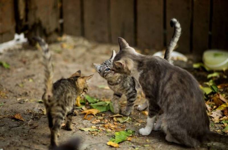 Alhama hires specialised vet to monitor cat colonies