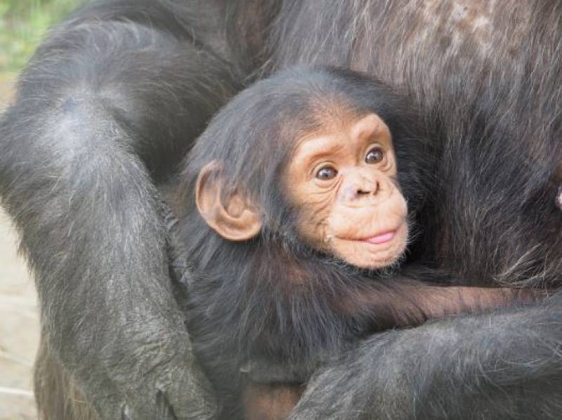 Spain's Great Apes Law aims to protect our primate cousins