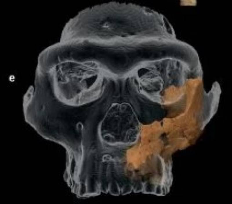 Unveiling Europe's earliest face: Spanish researchers reconstruct features of ancient hominid