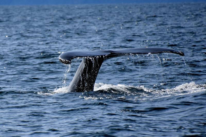 Huge whale sighting stuns sailors off Mallorca coast