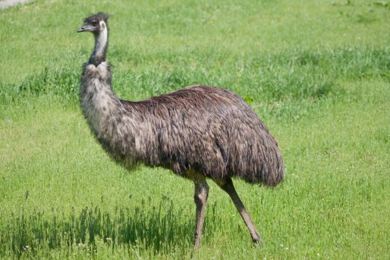 Terra Natura Murcia increases its number of species with the arrival of four emus