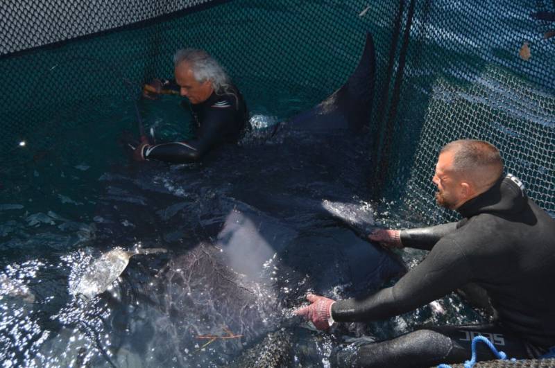 Over 30 endangered manta rays released after being captured by accident in La Azohía, Murcia