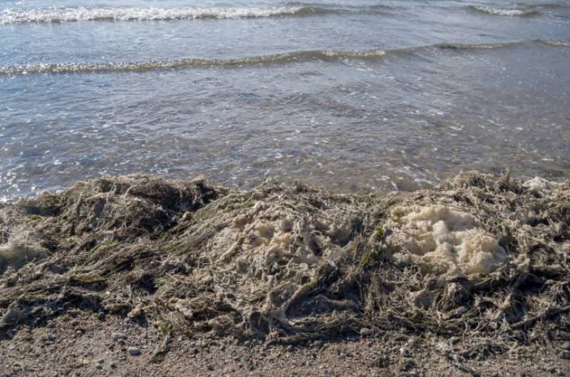 Asian seaweed invades Cádiz and Gibraltar beaches as over 10,000 kilos removed in just two days