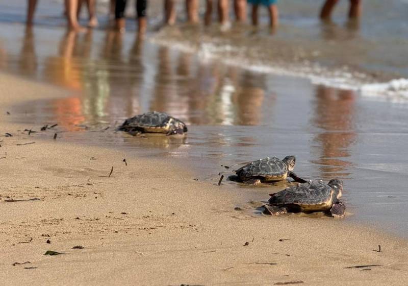 Infant turtles get their first taste of the sea in Torrevieja