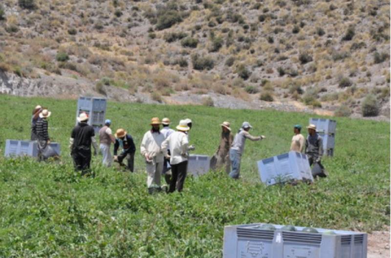Agriculture drives Murcia to top of Spain's minimum wage league