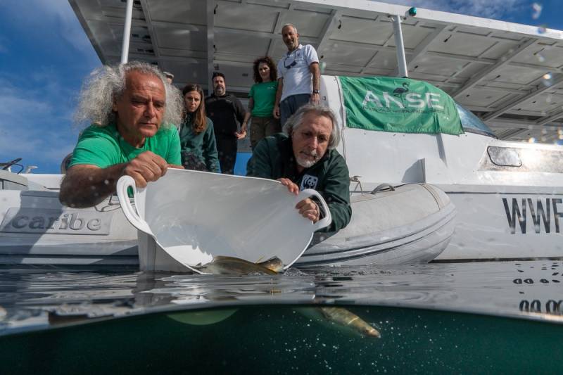 ANSE and WWF release 70 eels into the Mar Menor