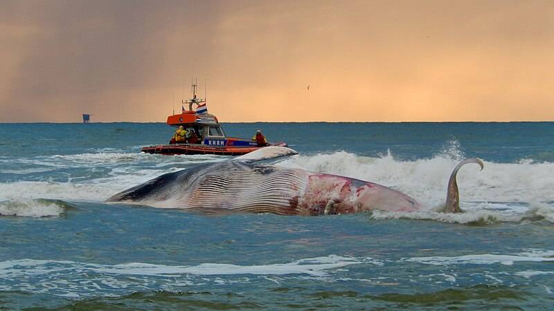 9-metre fin whale found dead at Valencia yacht club entrance
