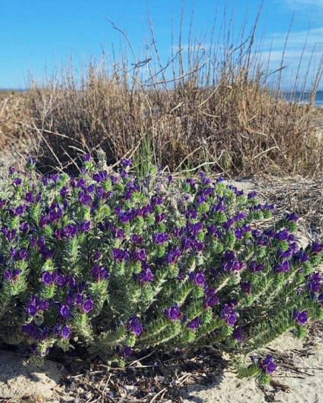 April 18 Free guided walk for all the family in the salt flats of San Pedro del Pinatar