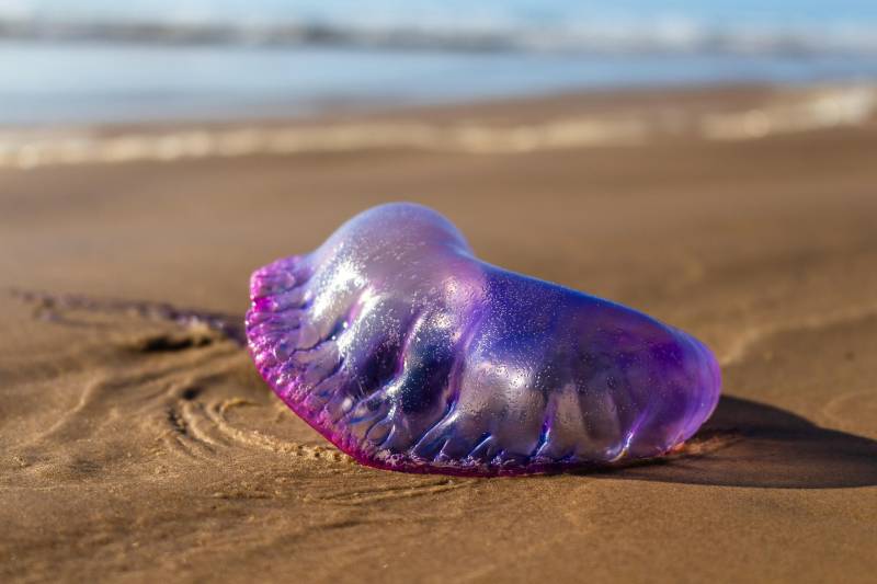 Portuguese man-of-war spotted on a Campo de Gibraltar beach