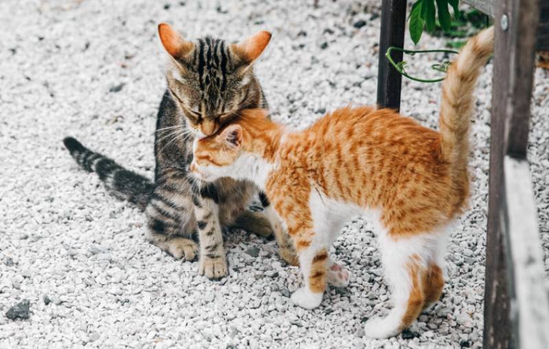 Spain commits almost €4 million to dog shelters and feral cat colonies