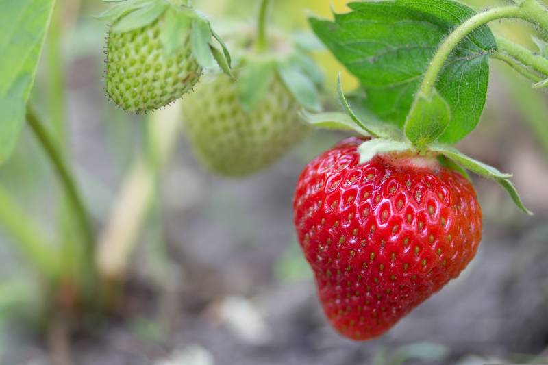 AI is helping scientists grow tastier strawberries in Andalucía