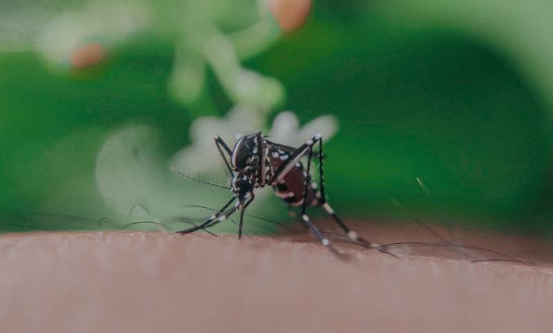 West Nile virus cases in Andalucía rise to 26 as five new infections confirmed in Seville province