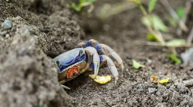 Octopus army released in Italy to fight blue crab invasion: Could Spain be next?