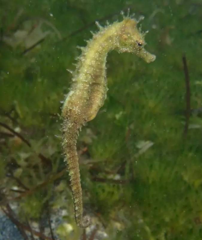 Baby seahorses make a comeback in the Mar Menor after years of decline